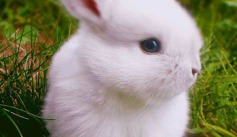 Cute Fluffy Little Bunny Rabbit Stock Photo - Image: 30499660