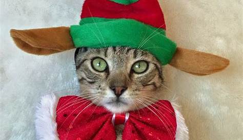 Cute Cat Christmas Outfits