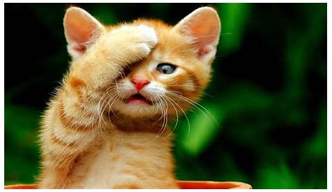 Cute Cat HD Wallpapers Top Free Cute Cat HD Backgrounds WallpaperAccess