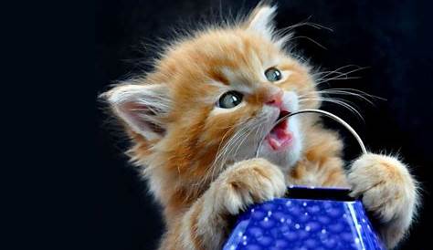Cute Cat Hd Wallpapers For Pc