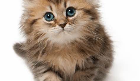 Persian cat Kitten Puppy Cuteness - Large PNG Cute Cat Picture png