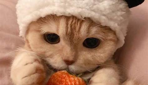 Cat Hat | Cute animal videos, Cute funny animals, Cute cats