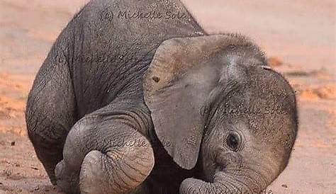 Cute Elephant Aesthetic