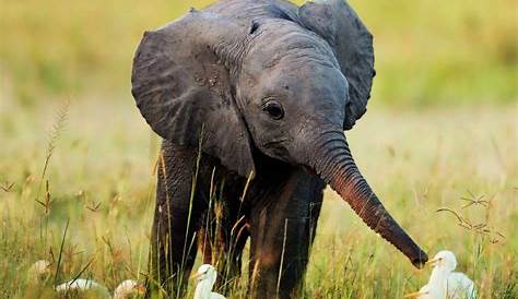 Cute Elephant Desktop Wallpaper