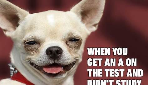 30 Funny Dog Memes to Make You Howl With Laughter - Cute Dog MemesBest Life