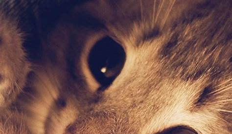 Cute Iphone Wallpaper Cat 48+ On Safari