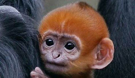 🔥 Download Cute Monkey Face Here Funny Pictures by @vmckinney | Cute