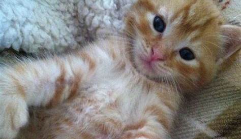 24 photos of the life of the little orange cat | Cute baby cats, Baby