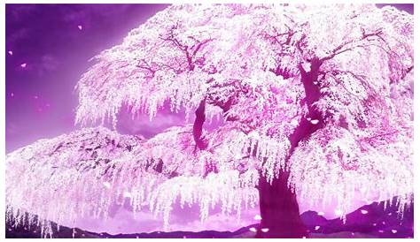 Anime Pink Tree Wallpapers - Wallpaper Cave
