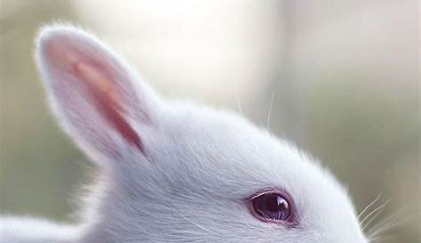 Cute Rabbit Wallpaper For Iphone