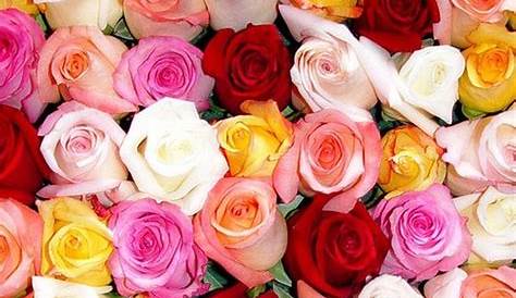 Cute Rose Wallpaper Iphone Pretty Top Free Pretty Backgrounds