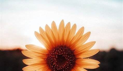 Cute Sunflower Wallpapers For Iphone