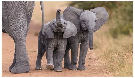 Cute Wallpapers Of Elephants