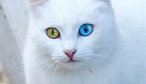 Cute White Cat Wallpapers For Iphone