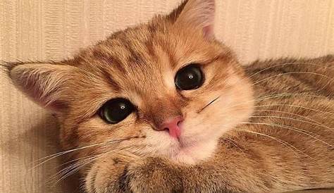 Cutest Cats On Instagram