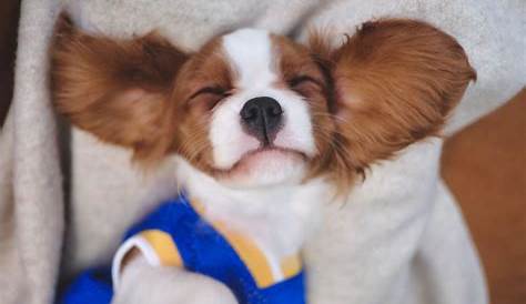 And the Winner of the 2023 Soirée Cutest Dog Contest Is... | Little