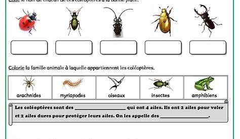 Posters : La classification des animaux (teacher made)