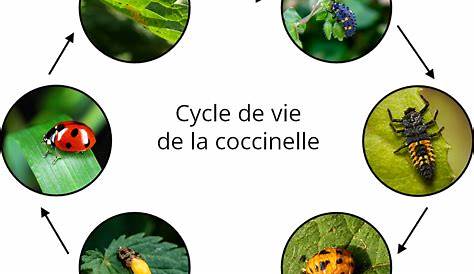 Le cycle de la coccinelle | Coccinelle, Éducation montessori, Activité