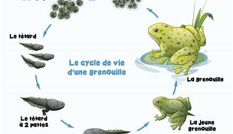 Les 17 meilleures images de grenouille | Grenouille, Tétard grenouille