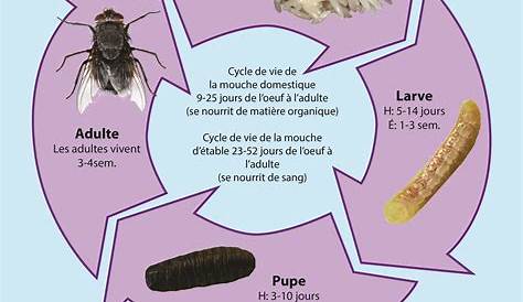 La mouche tueuse X60 produit des larves prédatrices des asticots nuisibles