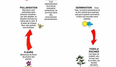 Cycle de vie d'une plante