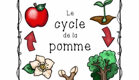 Pommes, Cycle et parties de la pomme