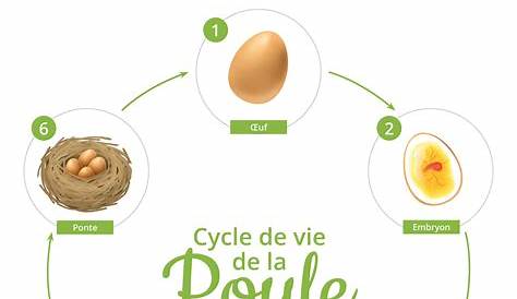 Cycle de vie de la poule - Cabane à idées