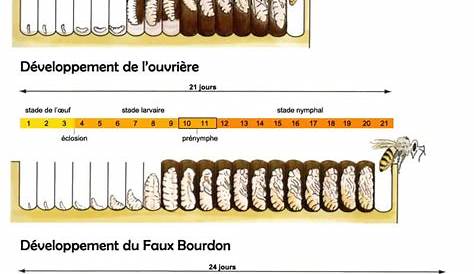 Explication du cycle de vie des abeilles