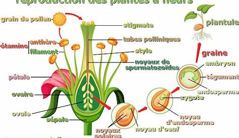 Cycle d'une plante à fleur | Ciências biológicas, Plantas, Ciencias