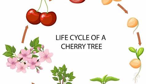 Life Cycle of Cherry Tree with Captions. Stock Vector - Illustration of