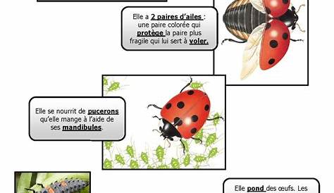 || Nos activités sur les insectes - Cycle de vie de la coccinelle