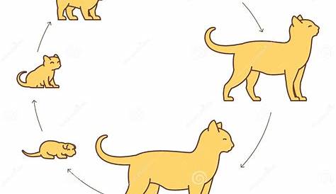 Round Stages of Cat Growth Set. from Kitten To Adult Cat. Animal Pets