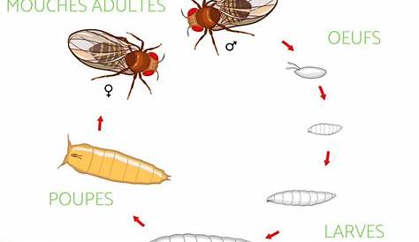 CYCLE DE VIE DE LA MOUCHE - Naissance, reproduction et espérance de vie