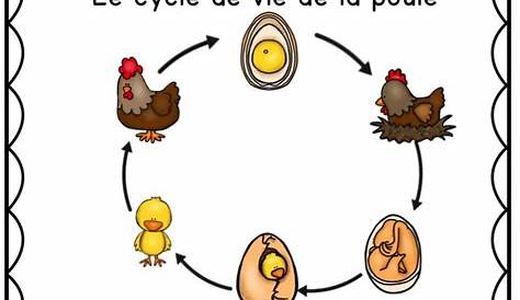 Le cycle de vie du poulet | Cycle de vie et Cycle