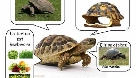 Cycle de vie de la tortue documents linguistiques cartes | Etsy