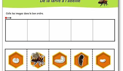 Cycle de vie de l\'abeille - montessori