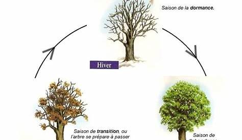 Le cycle de la vie de l`arbre