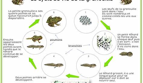 Les Cycles De Vie - Ti'loustics Explorer Le Monde serapportantà Le