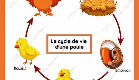 Cycle de vie de la poule et de l'oeuf - Cabane à idées | Poule, Cycle