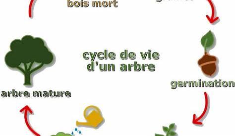 La vie d’un arbre French Language Learning, Science, Learn French