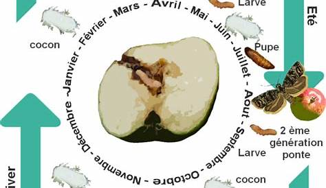 Cycle de Vie de La Carpocapse Des Pommes | PDF | Insectes