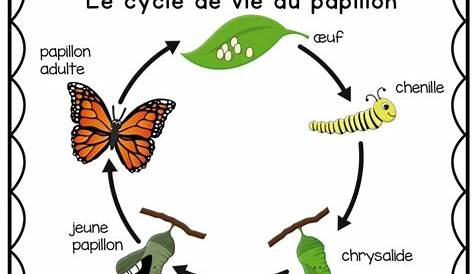 Cycle de vie Papillon Summer Activities, School Activities, Work Sheet
