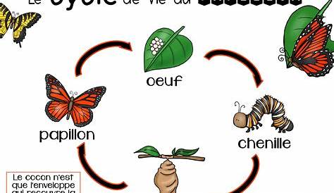 Cycle de vie papillon - blanc
