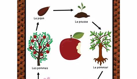 Le Cycle De Vie Du Pommier. Étape De La Croissance Des Plantes Isolée