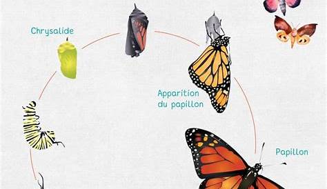 Cycle de vie Papillon
