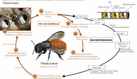 Images séquentielles : de la larve à l'abeille - Cycle de développement