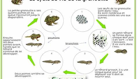 Cycle de vie de grenouille illustration stock. Illustration du