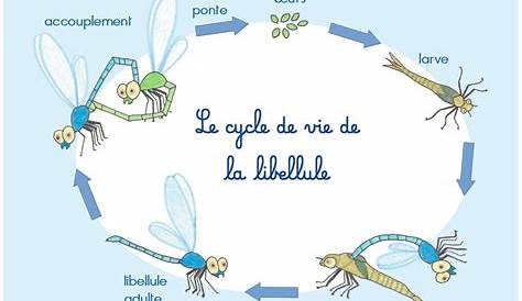 Cycle de vie de la libellule - plateau + figurines