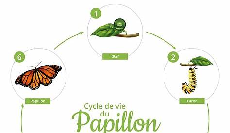 Le cycle de vie du papillon avec les images du livre "la chenille qui