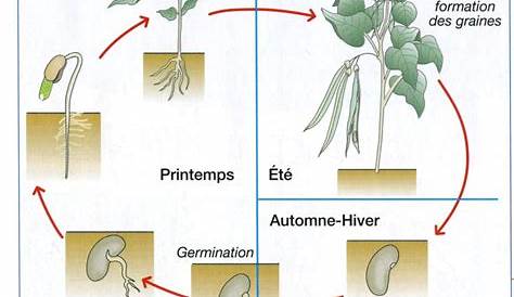 Le cycle de vie d’une plante. - YouTube